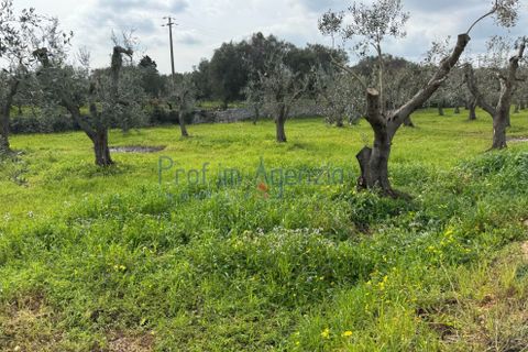 Villa i Ostuni, Brindisi, Ostuni - € 735.000 | Ref: 172862 - foto 12